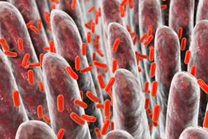 Gut bacteria regulate blood sugar via a hormone
