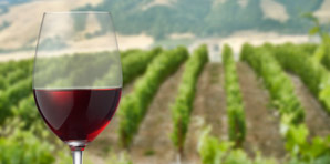 Unravelling the origin of wine’s sharp flavour