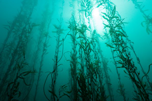 An unsung hero of carbon sequestration in the oceans