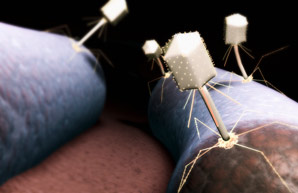 Inflammation disrupts gut ‘virome’