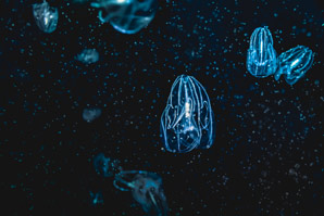 How comb jellies stay coordinated