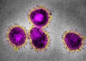 Antiviral drug blocks coronavirus infection in mice