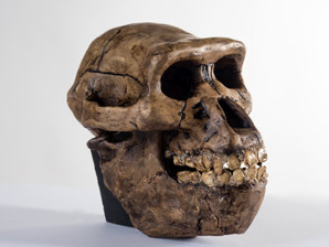 Koko the gorilla may have been smarter than Lucy the hominid
