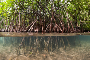 Rapidly rising seas could swamp mangroves