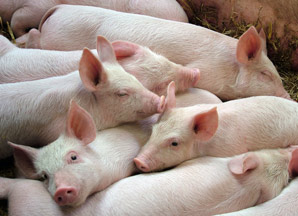 Gene therapy fixes muscular dystrophy in pigs