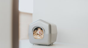 Hibernation-inducing brain circuit found in mice