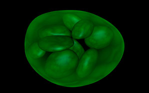 A new model for studying organelle formation