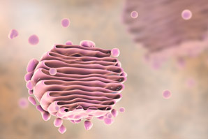 Getting around plant cells