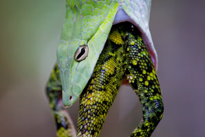 When snakes strutted the Earth