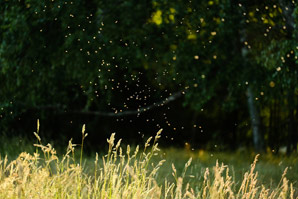Insect numbers dropping like flies