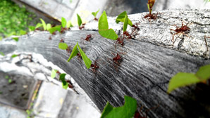 How ants beat congestion