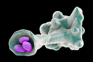 Microbe swallows other cells alive