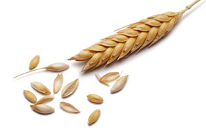 Lasting nourishment in a grain of wheat
