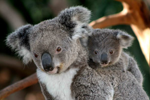 Koalas mount genetic immune response to virus