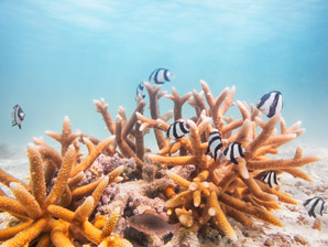 Turning the tide on some fishy science