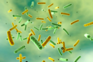 How cholera survives on shellfish