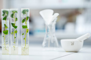 Protein atlas of model plant now available