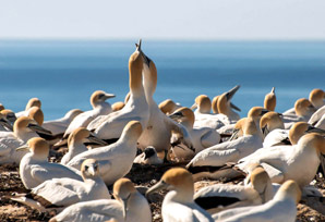 Gannets both consistent and flexible in their interactions