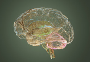 Stretchable tissue samples make for faster analysis