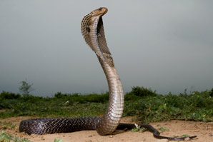 Cobra genome sequenced in search for new antivenoms