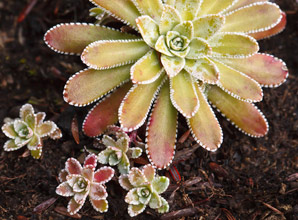 Mineral spheres make alpine plants better light harvesters