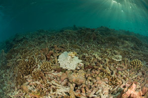 Rising temperatures could trigger sudden species loss