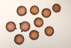 A pollen paper that moves in moisture