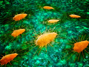 Dying tumour cells promote anti-cancer immunity
