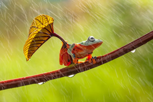 Biodiversity flourishes in the rain