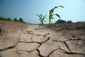 A kernel of drought resistance