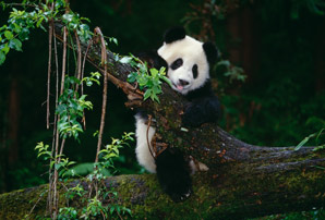 Conservation efforts overlook niche habitats