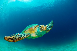 Sea turtles are not the best navigators