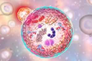 Tiny liquid droplets yield cellular recycling depots