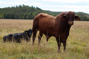 Cattle chromosomes contrasted