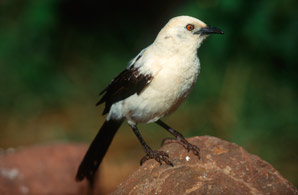 Cooperative breeding cannot buffer against climate extremes