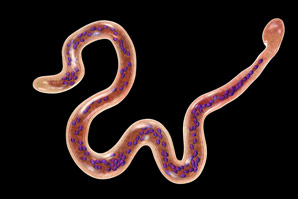 Anti-ageing protein discovered in worms