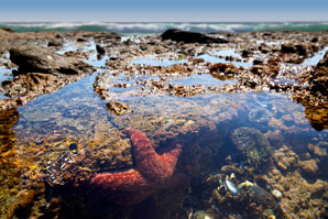 Warmer oceans change composition of food webs