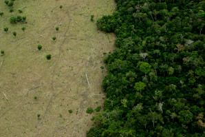 Ecological compensation policies fail to balance losses