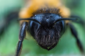 Big-brained bees have pickier palate