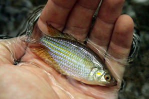 Heat-resistant rainbowfish