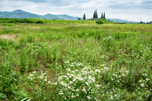 Plateau plants spring forward