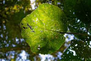 A new type of neurotoxin discovered in stinging tree