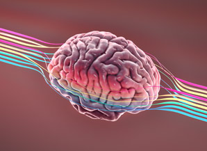 Mouse study suggests new therapy for Huntington’s disease