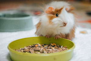 Feeding habits of ancient herbivores revealed by guinea-pig teeth