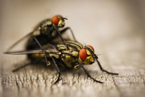 Neurotransmitter links mating to stem-cell proliferation