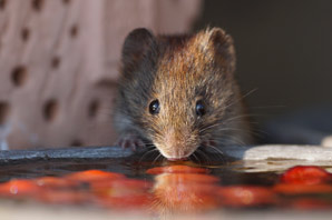 Peering under the skulls of mice