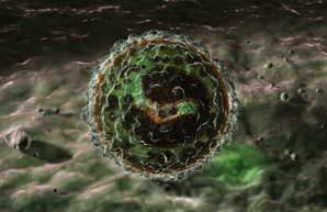 Immune cells may hasten ageing