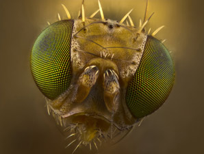 Gene guides neurons into columnar structure in the fly brain