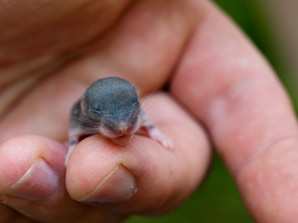 Sex of mice determined by overlooked gene fragment