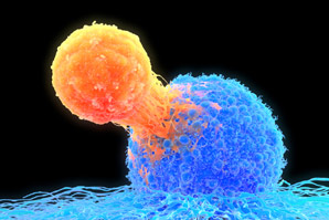 A quick ID check for tumour-targeting T cells